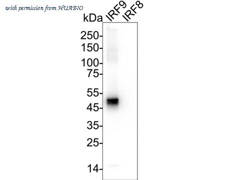 HUABIO HA751193 image 2