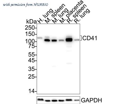 HUABIO HA751203 image 1