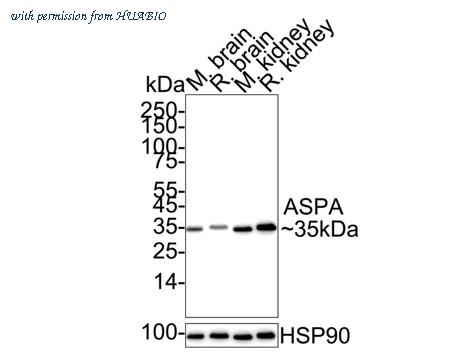 HUABIO HA751204 image 3