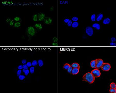 HUABIO HA751219 image 3