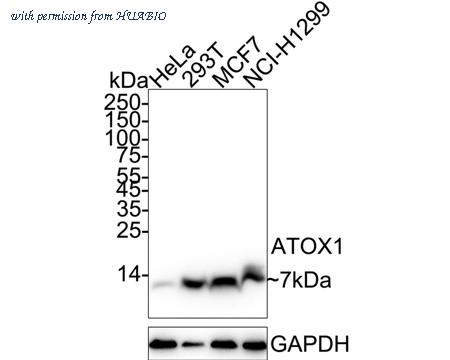 HUABIO HA751225 image 1