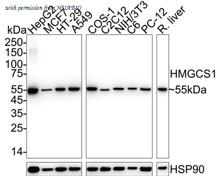 HUABIO HA751226 image 1
