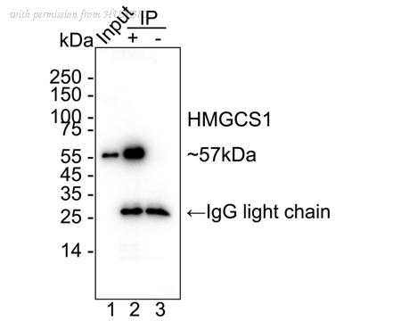 HUABIO HA751226 image 2