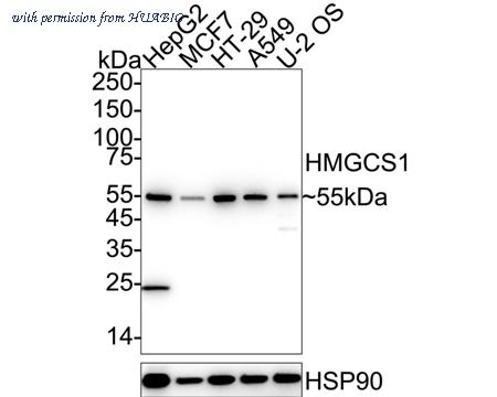 HUABIO HA751227 image 1