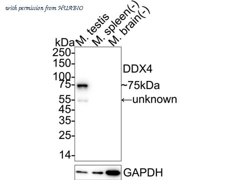 HUABIO HA751228 image 2