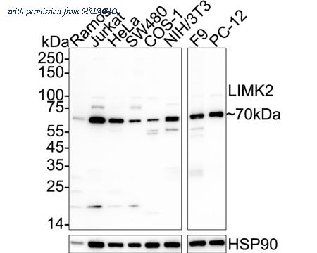 HUABIO HA751247 image 1