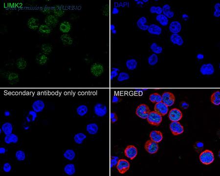 HUABIO HA751247 image 3