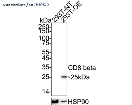 HUABIO HA751259 image 1