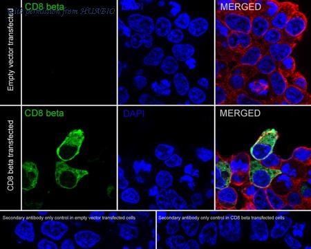 HUABIO HA751259 image 2