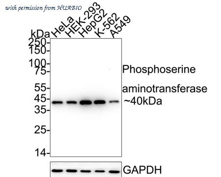 HUABIO HA751260 image 2