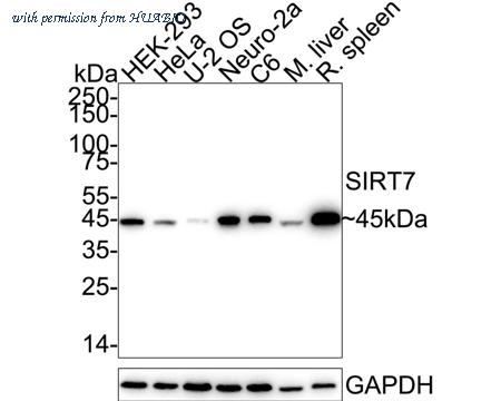 HUABIO HA751271 image 1