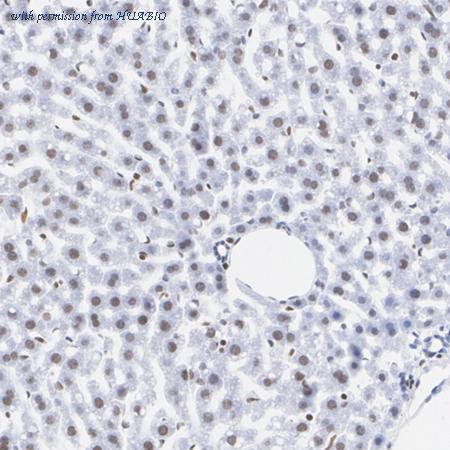 HUABIO HA751271 image 3