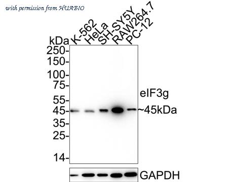 HUABIO HA751289 image 1