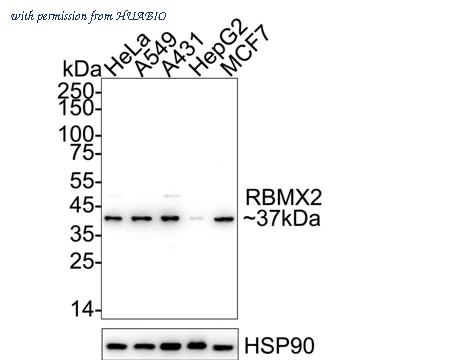 HUABIO HA751294 image 1