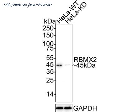 HUABIO HA751294 image 2
