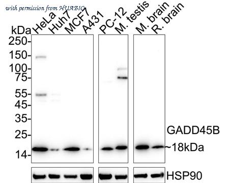 HUABIO HA751299 image 1