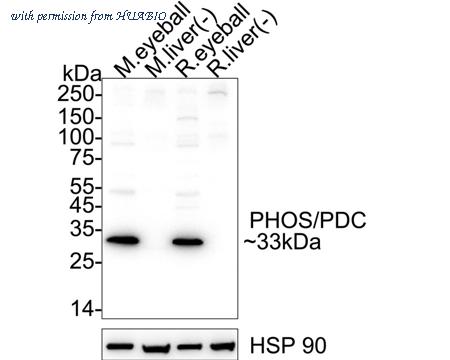HUABIO HA751300 image 1