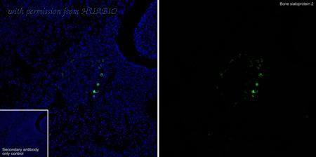 HUABIO HA751306 image 2