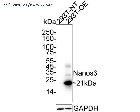 HUABIO HA751307 image 1