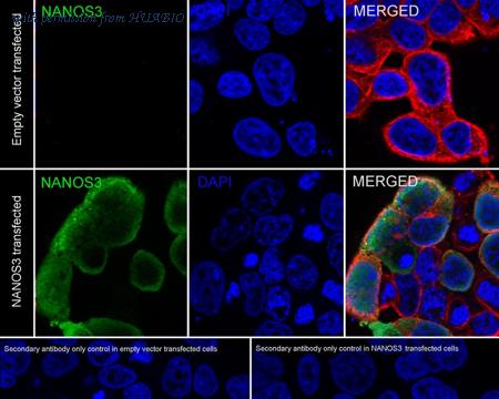 HUABIO HA751307 image 2