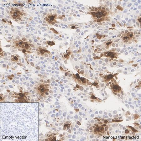 HUABIO HA751307 image 3