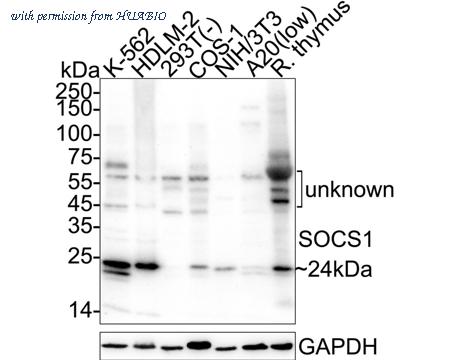 HUABIO HA751310 image 1