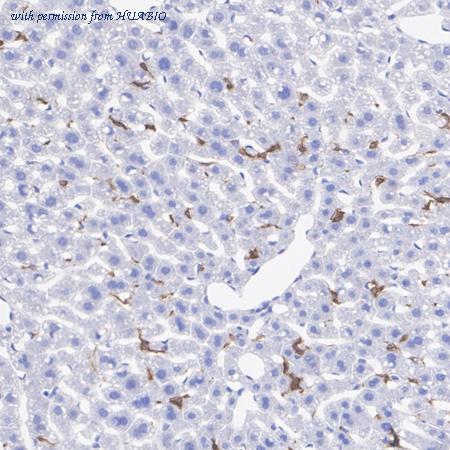 HUABIO HA751319 image 2