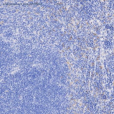 HUABIO HA751319 image 3