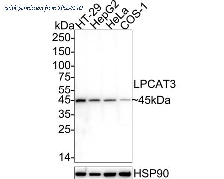 HUABIO HA751332 image 1