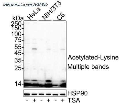 HUABIO HA751334 image 1