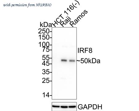 HUABIO HA751335 image 1