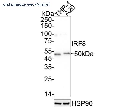 HUABIO HA751335 image 2