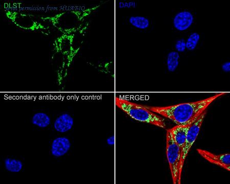 HUABIO HA751337 image 3