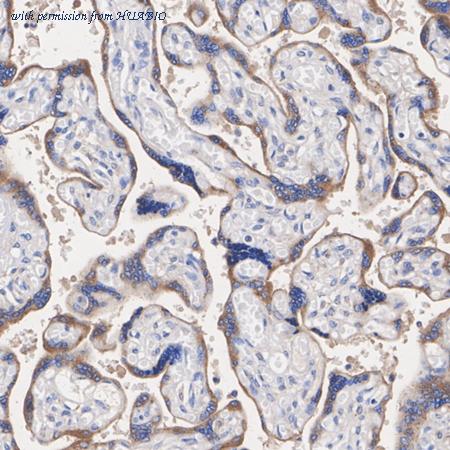 HUABIO HA751339 image 2