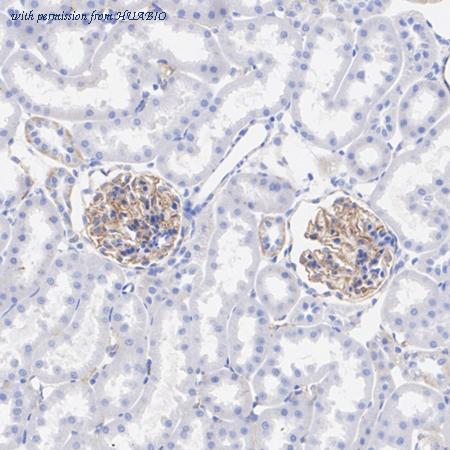 HUABIO HA751342 image 2