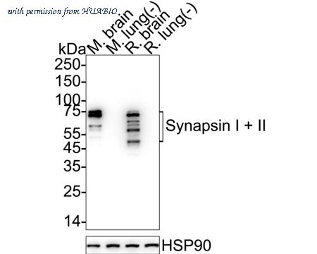 HUABIO HA751346 image 1
