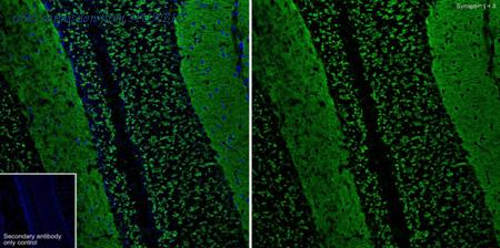 HUABIO HA751346 image 3