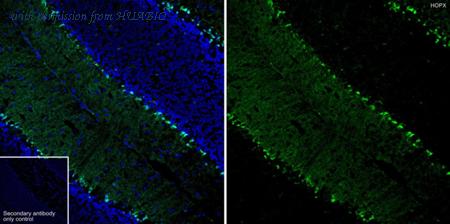 HUABIO HA751349 image 1