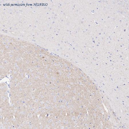 HUABIO HA751353 image 3