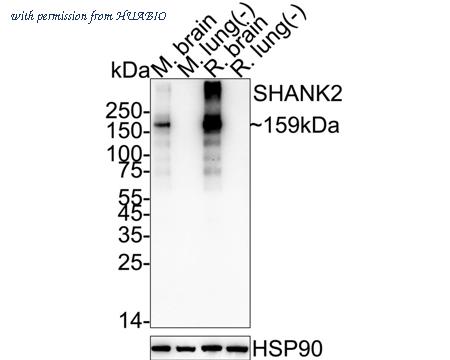 HUABIO HA751364 image 1