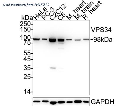 HUABIO HA751367 image 1