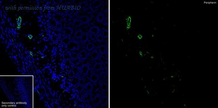 HUABIO HA751372 image 2