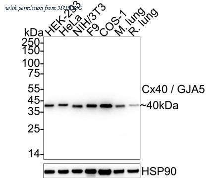 HUABIO HA751374 image 1