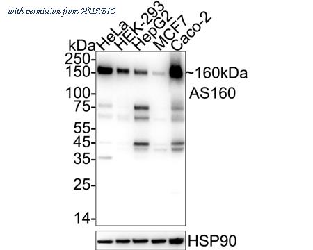 HUABIO HA751385 image 1