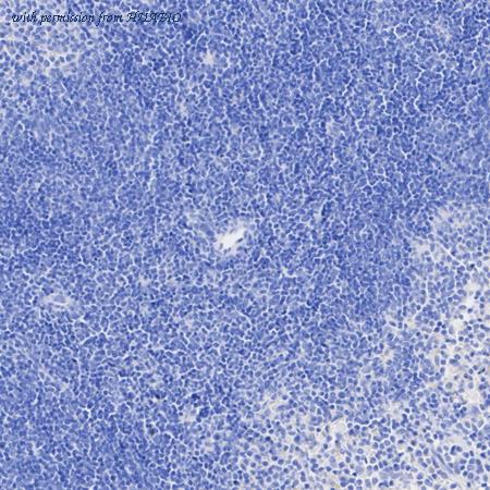 HUABIO HA751390 image 2