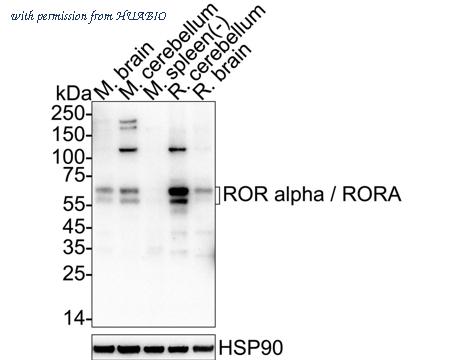 HUABIO HA751390 image 3