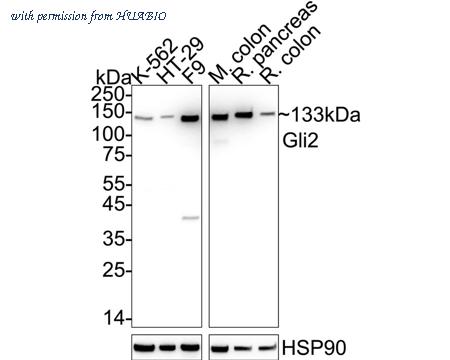 HUABIO HA751402 image 1