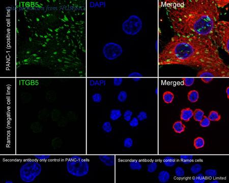 HUABIO HA751415 image 1