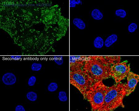 HUABIO HA751415 image 2