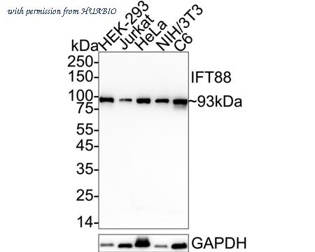 HUABIO HA751417 image 1